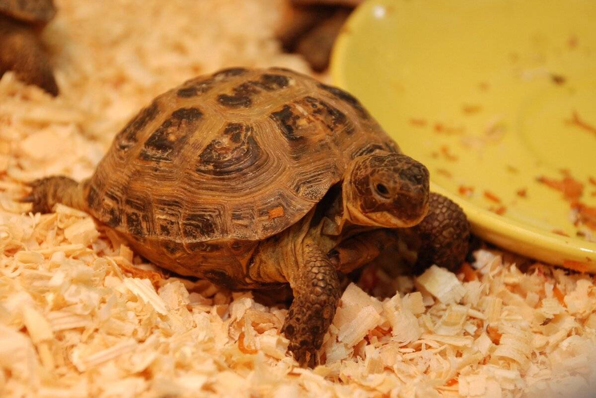 Как ухаживать за черепахой: содержание дома и питание, где правильно поставить домик