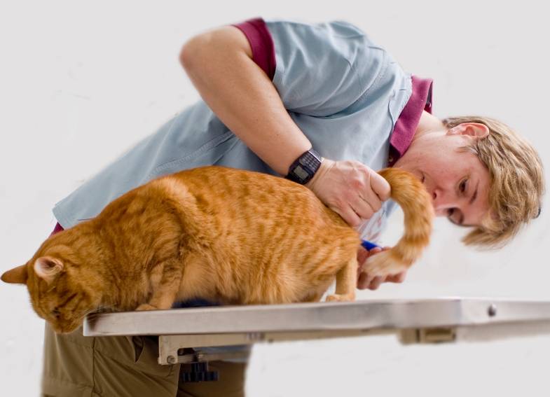 Как вызвать роды у кошки: стимуляция и ускорение