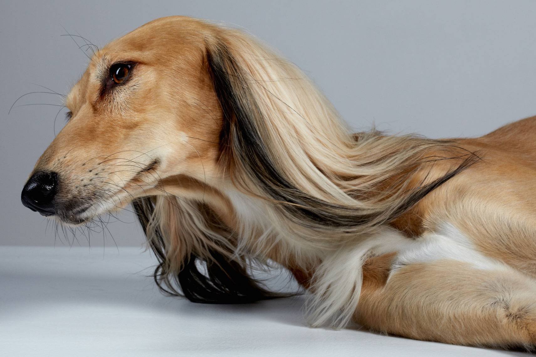 Порода собак салюки - описание, характер, характеристика, фото салюки и видео, цена