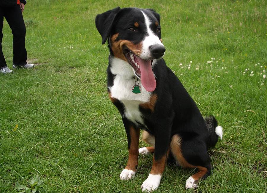 Характеристика собак породы аппенцеллер зенненхунд с отзывами и фото
