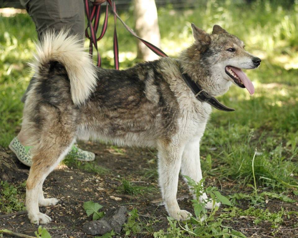 Существуют ли помеси собак и волков: название породы и внешность гибрида