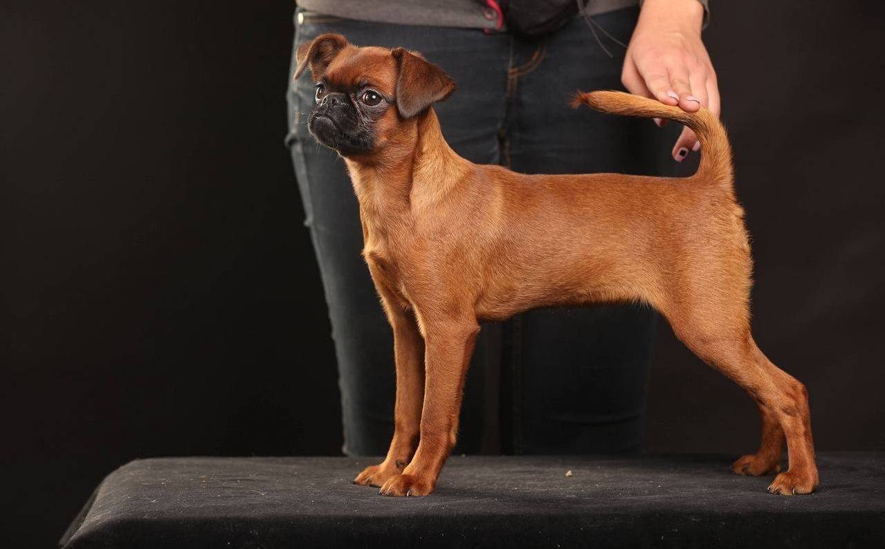 Гладкошерстные, брюссельские и бельгийские гриффоны: фото собак данной породы, описание грифонов