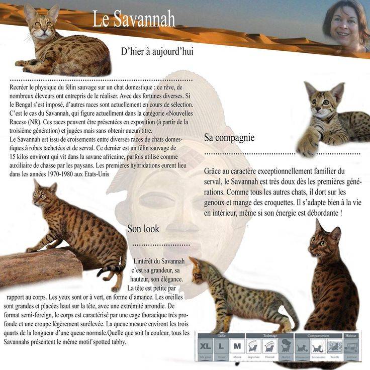 Сервал кошка. образ жизни и среда обитания кошки сервал | животный мир