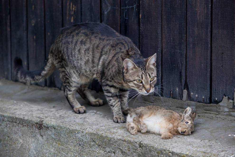 Как определить кота-крысолова, какие породы кошек ловят грызунов