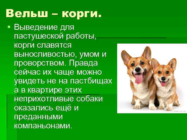 Корги: отзывы владельцев о породе собак, описание и фото питомцев, а также плюсы и минусы проживания в квартире