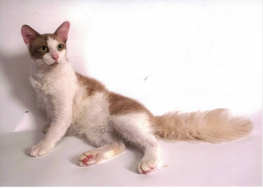Лаперм - описание породы и характер кошки