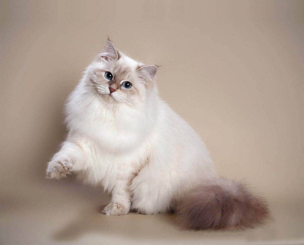 Порода кошки рагамаффин: как выглядит, чем кормить и как ухаживать