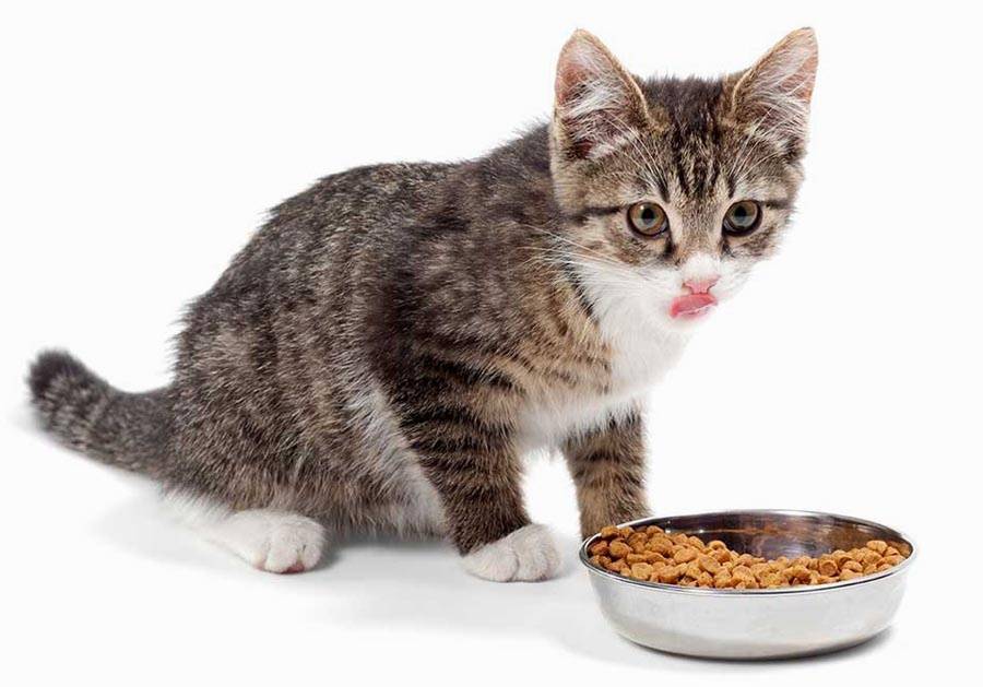 Чем кормить кошку: сухой корм – или мясо и рыба? как правильно кормить кошку. рыба и мясо для кошки или сухой корм.