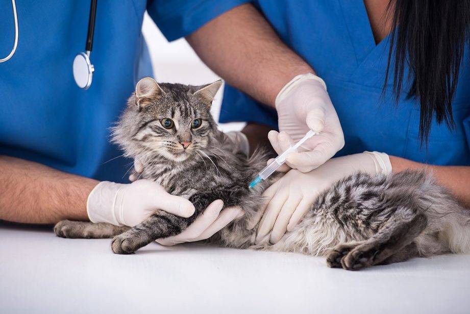 Чумка у кошек: симптомы и лечение заболевания в домашних условиях, медикоментознные и народные способы