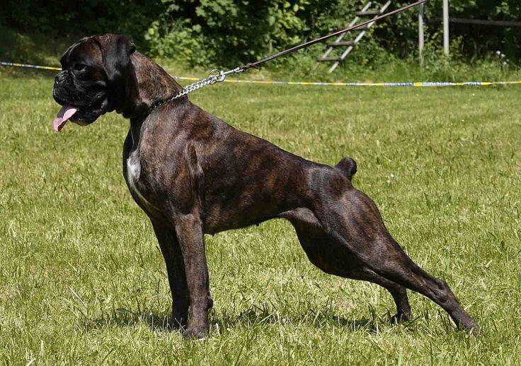 Собака породы боксер (немецкий): охранник, защитник, помощник