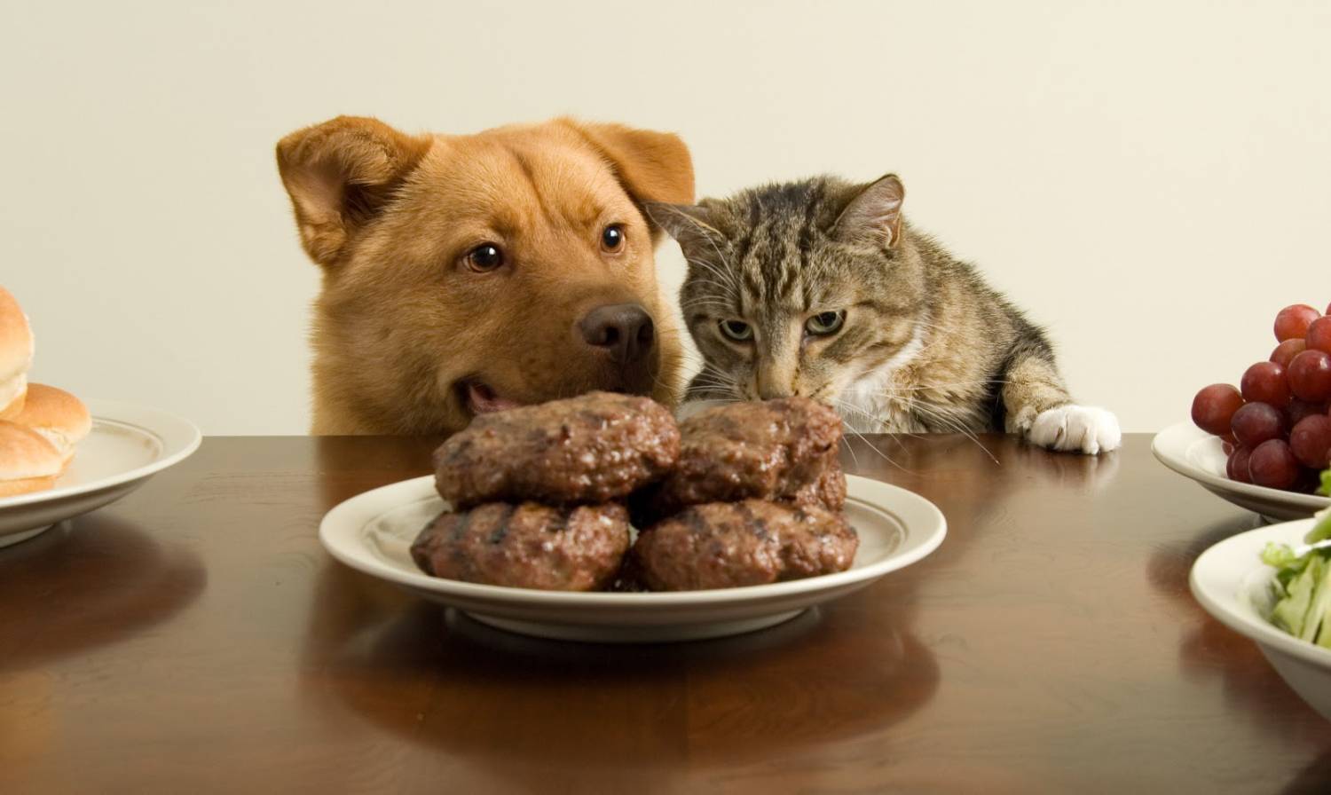 Почему кошек нельзя кормить едой с нашего стола?