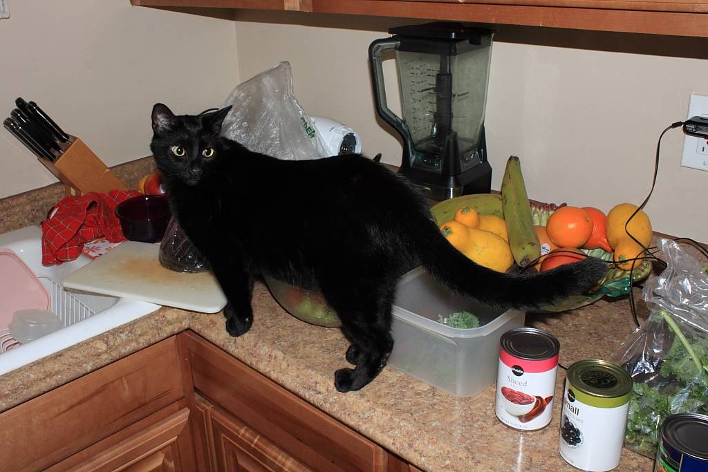 Как отучить кота лазить по столам - самые действенные способы