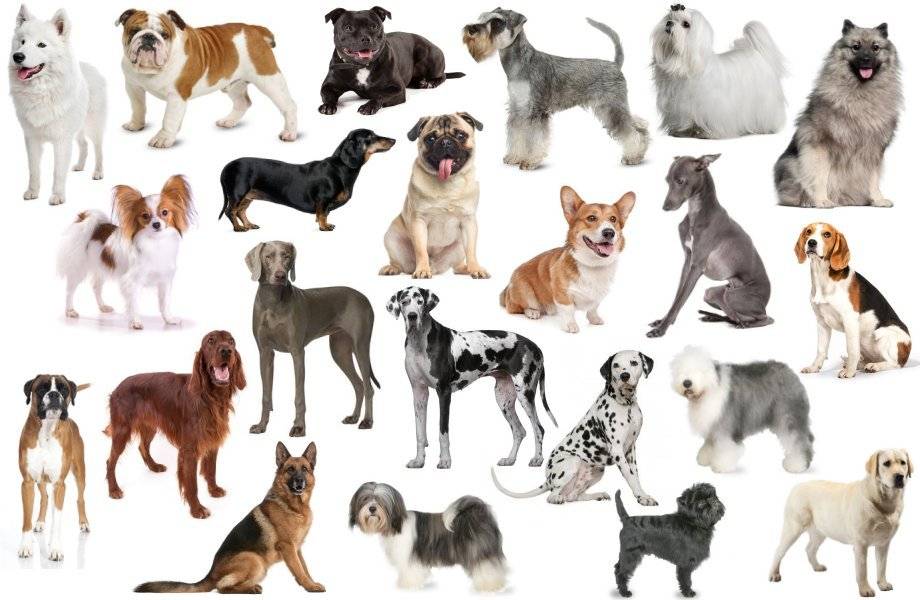 Английские породы собак (32 фото): названия популярных старинных пород из англии, собаки с короткими лапами
