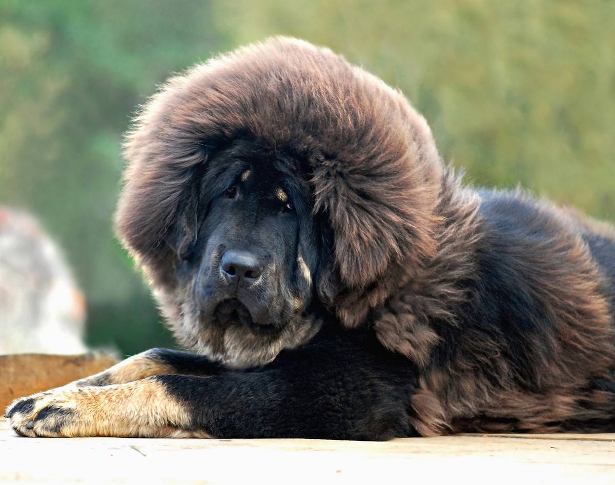 Топ-10 самых дорогих собак в мире: характеристика пород, особенности и фото