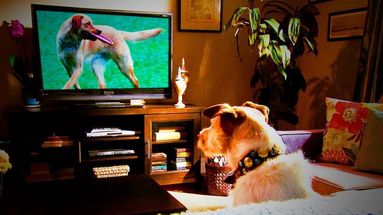 Что видят домашние животные, когда смотрят телевизор? - тайны вселенной - медиаплатформа миртесен
