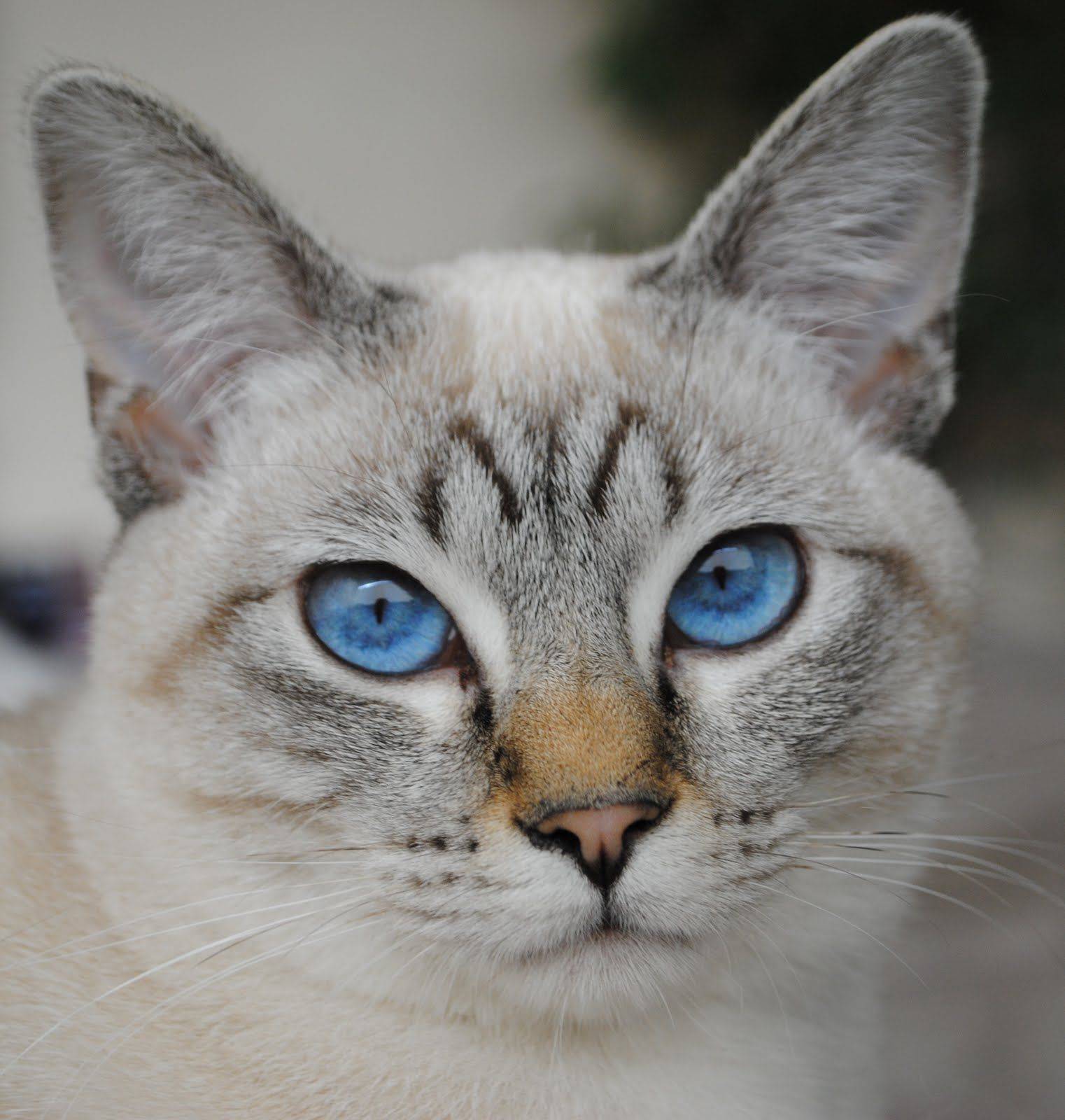 Коты и кошки с большими глазами | фото, порода