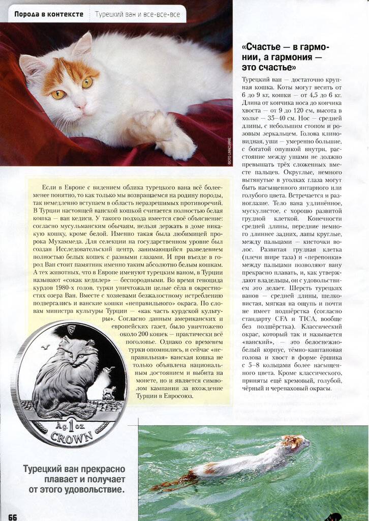 Тайская кошка: фото, описание породы, окрасы и характер, цена котенка