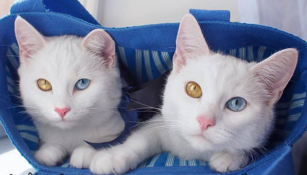 Белая шотландская кошка (12 фото): особенности окраса котов с голубыми глазами, содержание котят
