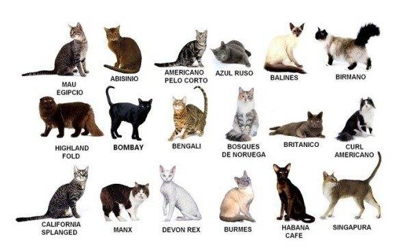 Породы кошек с фотографиями и названиями пород
