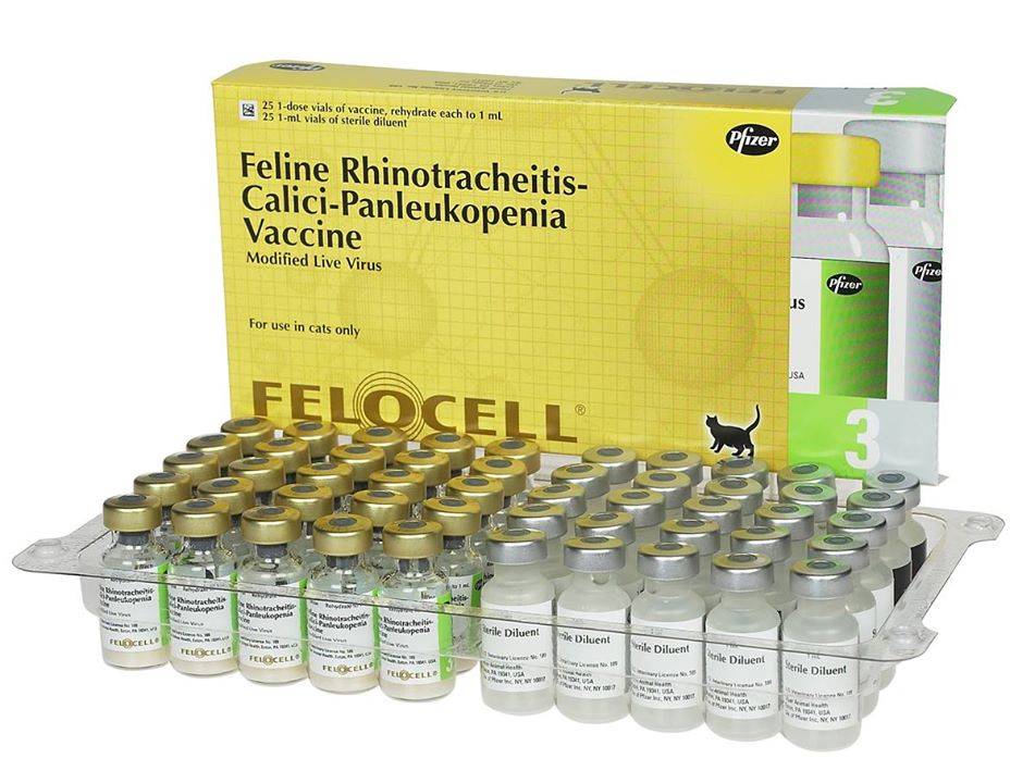 Фелиген - вакцина для кошек | инструкция по применению, отзывы, цена