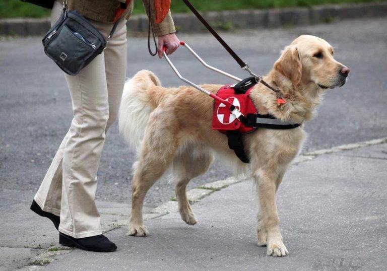20 лучших пород собак-поводырей (проводников) для слепых: названия