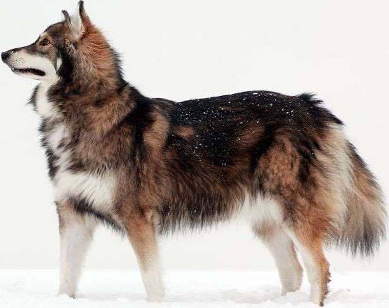 Монгольская овчарка (45 фото): описание породы собак банхар, характер щенков бурят-монгольского волкодава хотошо, подходящие клички