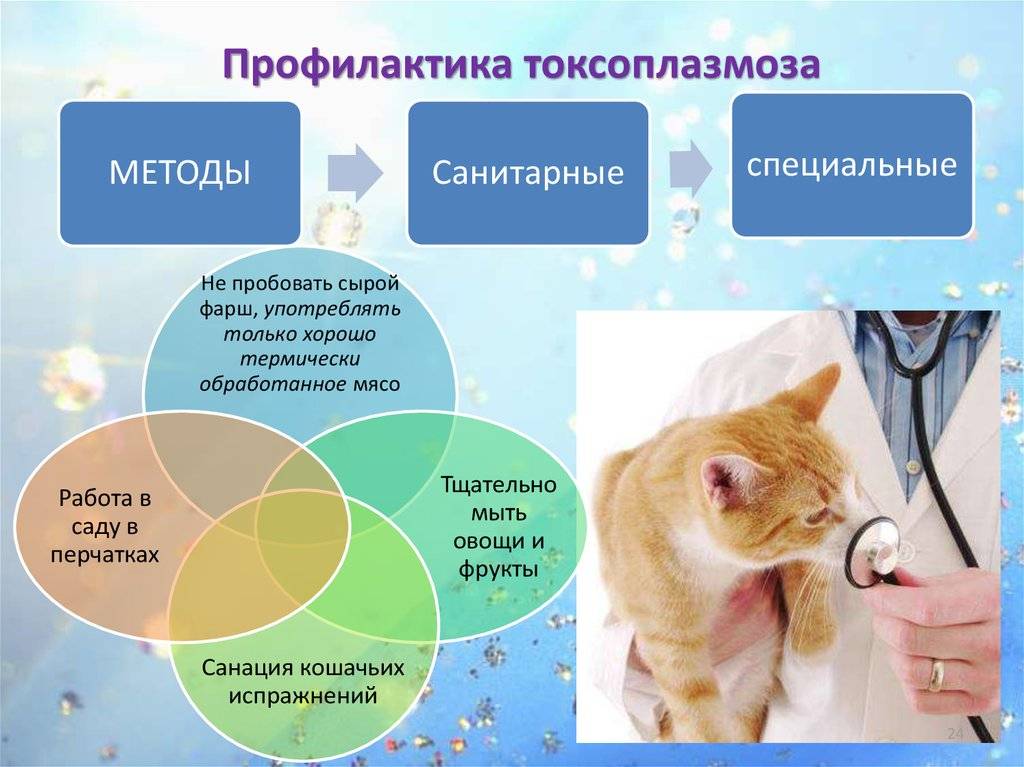 Токсоплазмоз у кошек: лечение и профилактика | vetstate