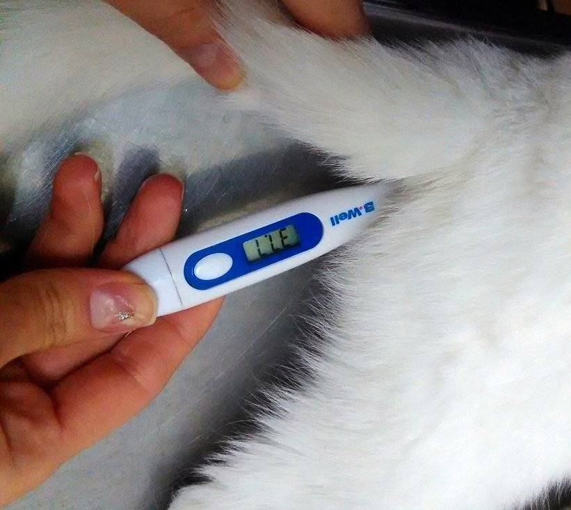 Температура у кошки: нормы и отклонения, как измерить и сбить жар в домашних условиях