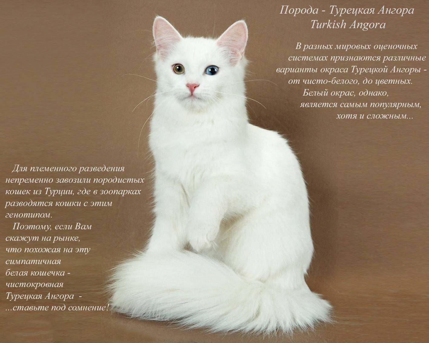 Турецкая ангора: описание внешнего вида и характера породы кошек, уход и содержание, кормление