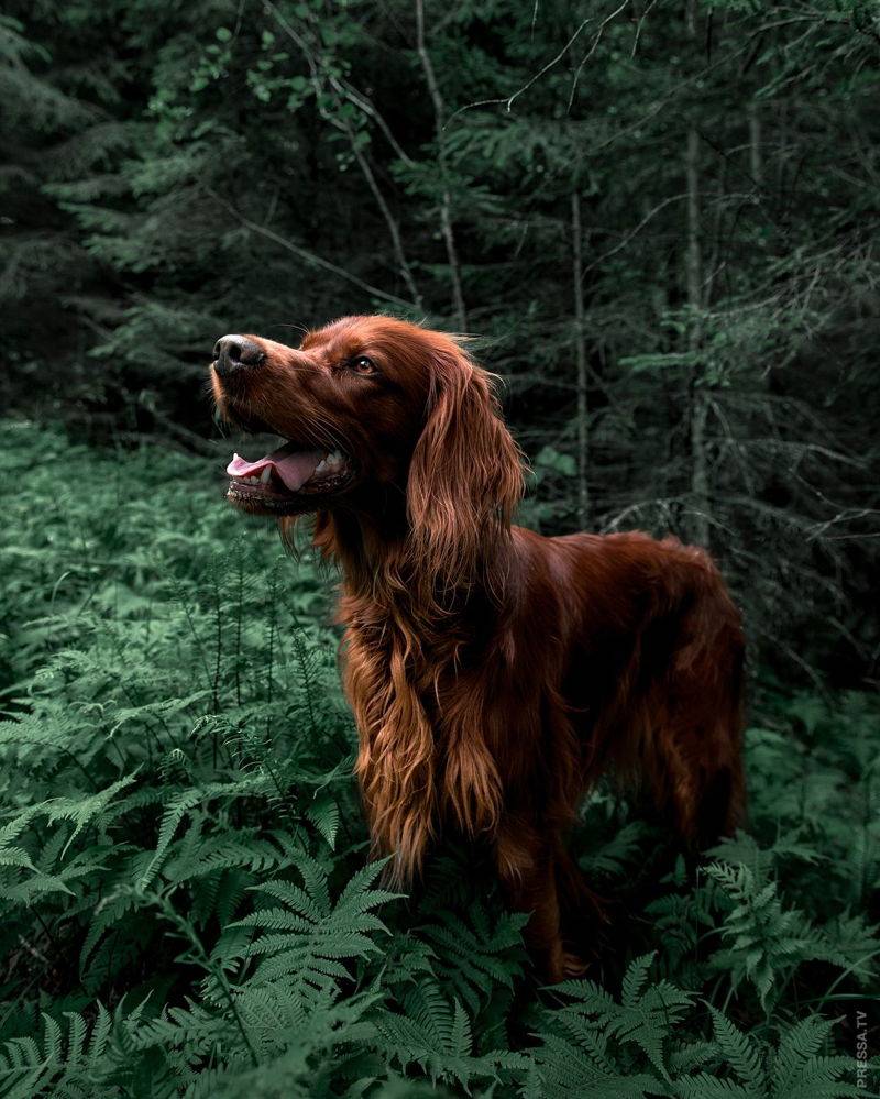 Ирландский сеттер: фото и описание собак, стандарт и характер породы, история «красного» ирландского сеттера
