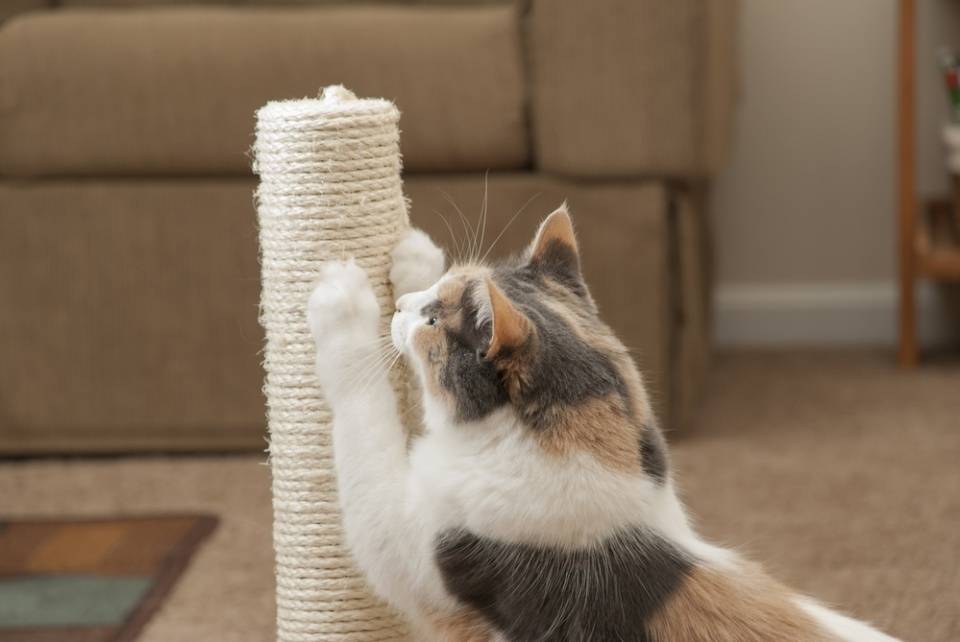 4 совета, как приучить кота к когтеточке и сохранить свою мебель целой