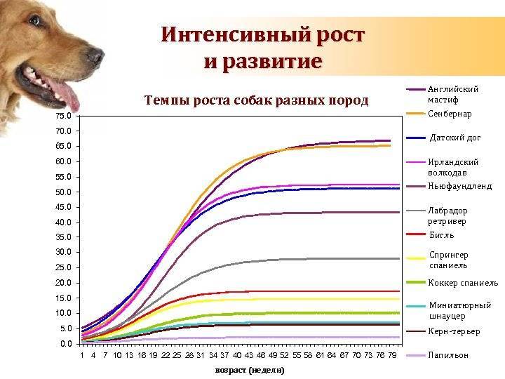 Сколько живут дворняги? продолжительность жизни собак в домашних условиях. сколько лет дворняги живут на цепи?