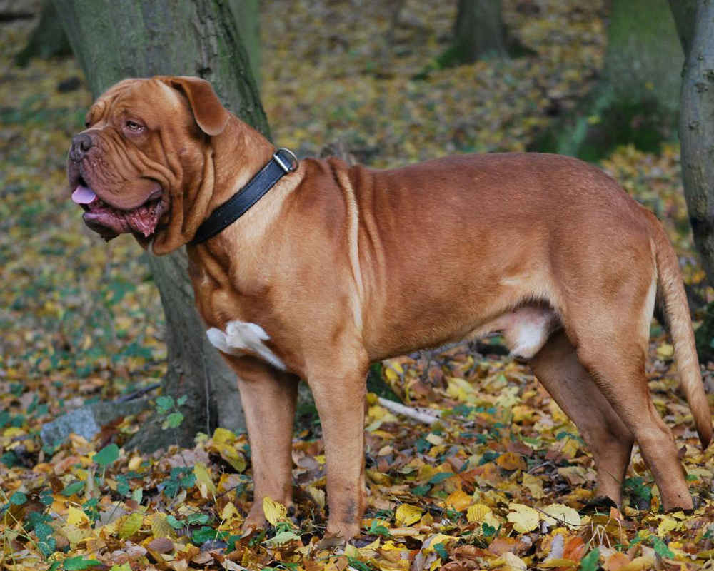 Молоссы — породы собак с фото и описанием