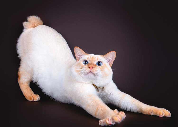 Меконгский бобтейл (фото): экзотическая тайская кошка с коротким хвостом