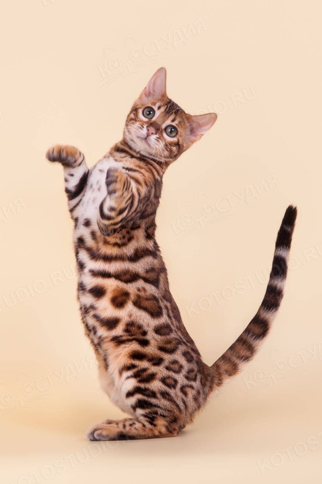 Бенгальская кошка: домашний питомец с экзотичной внешностью