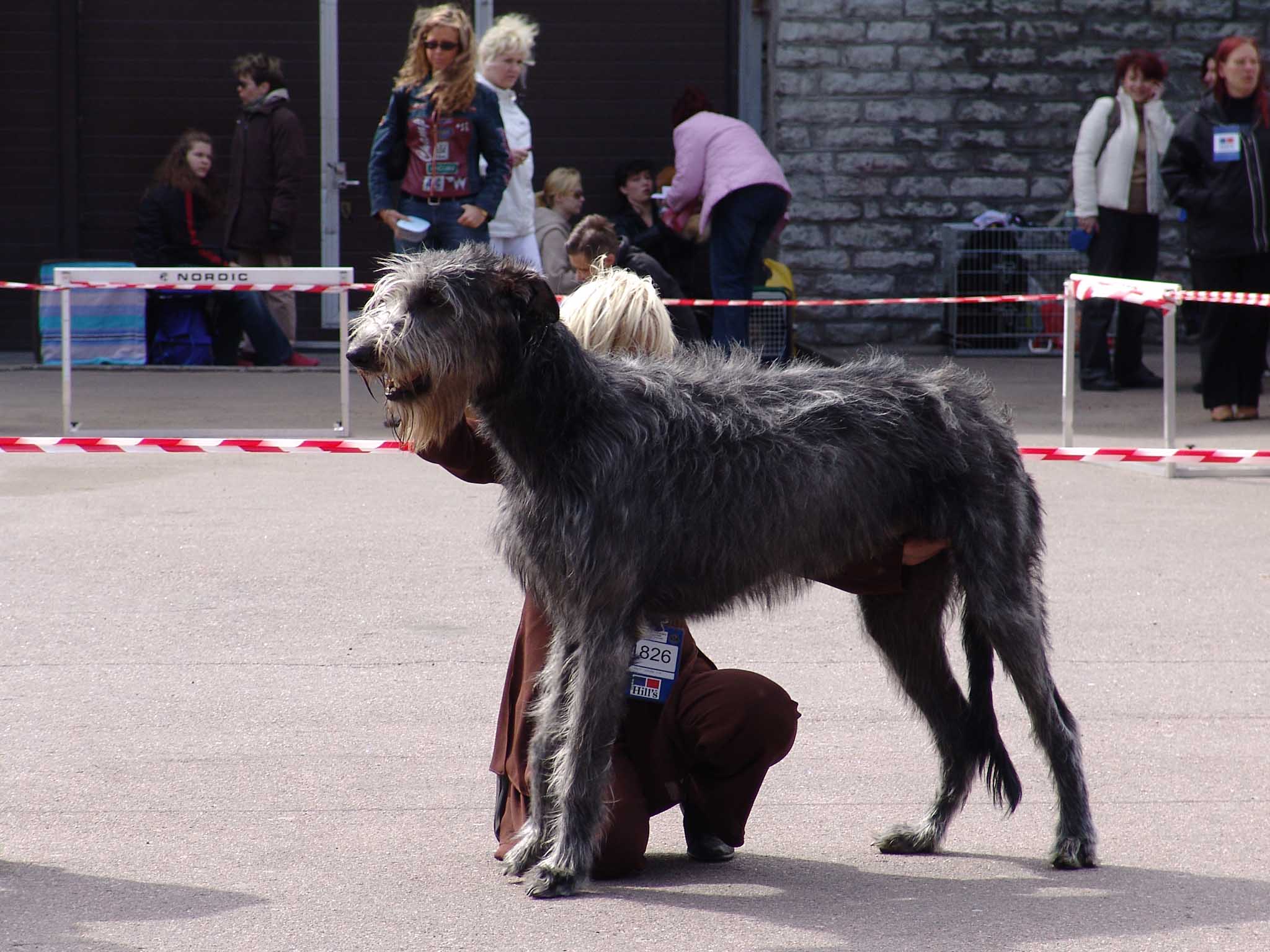 Волкодав (54 фото): история собак. русский, тибетский и другие породы волкодавов. как выглядят щенки?