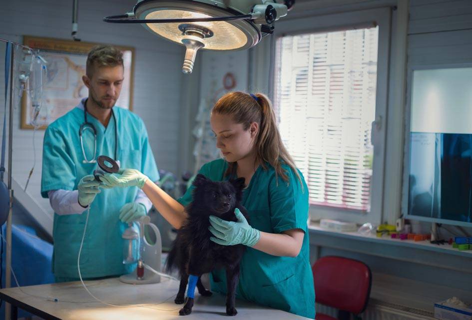 7 лучших ветеринарных клиник москвы - рейтинг 2021 года