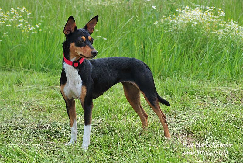 Мальтипу порода собак с фото, описанием, характеристика, цена, видео