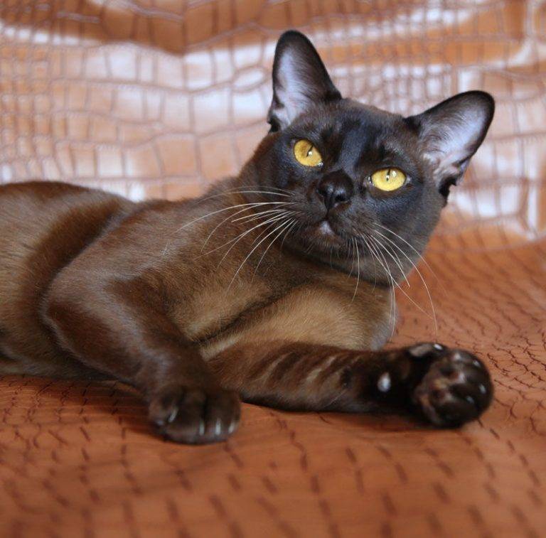 Бурмилла кошка. описание, особенности, уход и цена бурмиллы