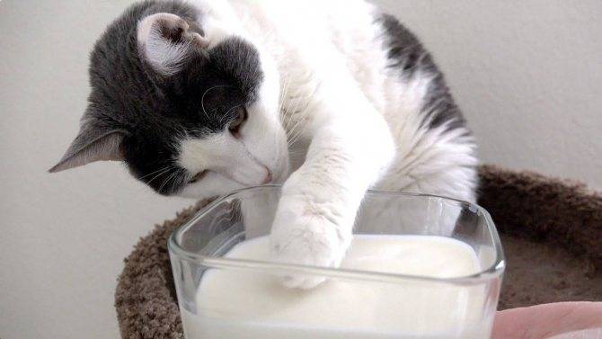 Можно ли кошке кефир: работа желудочно-кишечного тракта котов, польза и вред молочнокислых продуктов, особенности и правила кормления