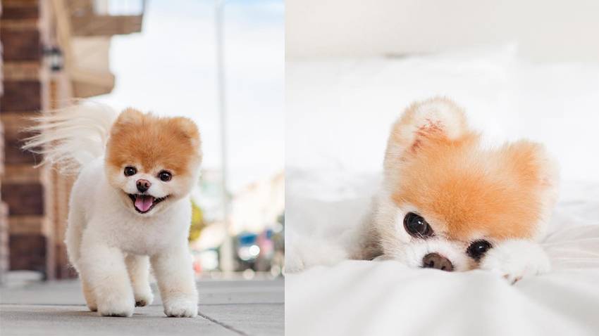 Самые милые собаки в мире – топ-10 пород с описанием