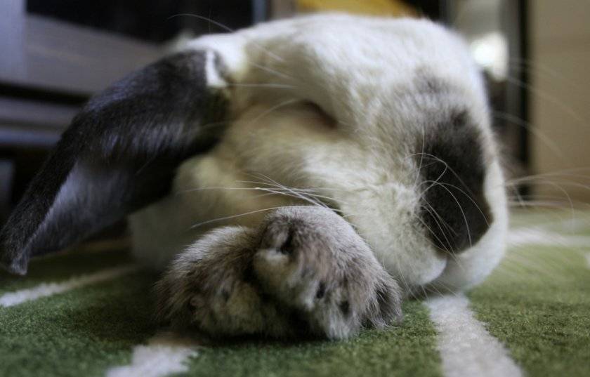 Как и сколько по времени спят кролики в сутки? - домашние наши друзья