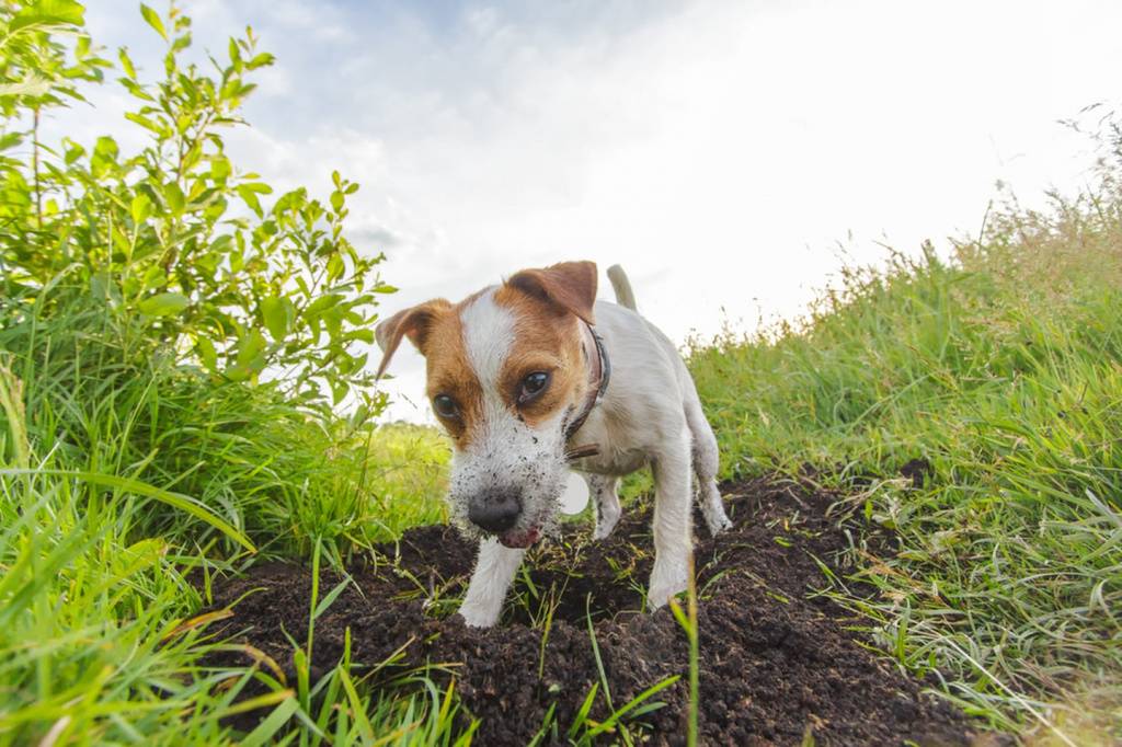 Почему собака роет ямы во дворе