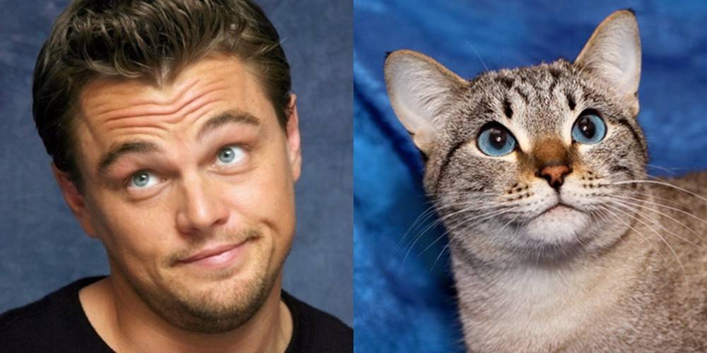 Самые знаменитые коты, которые покорили интернет