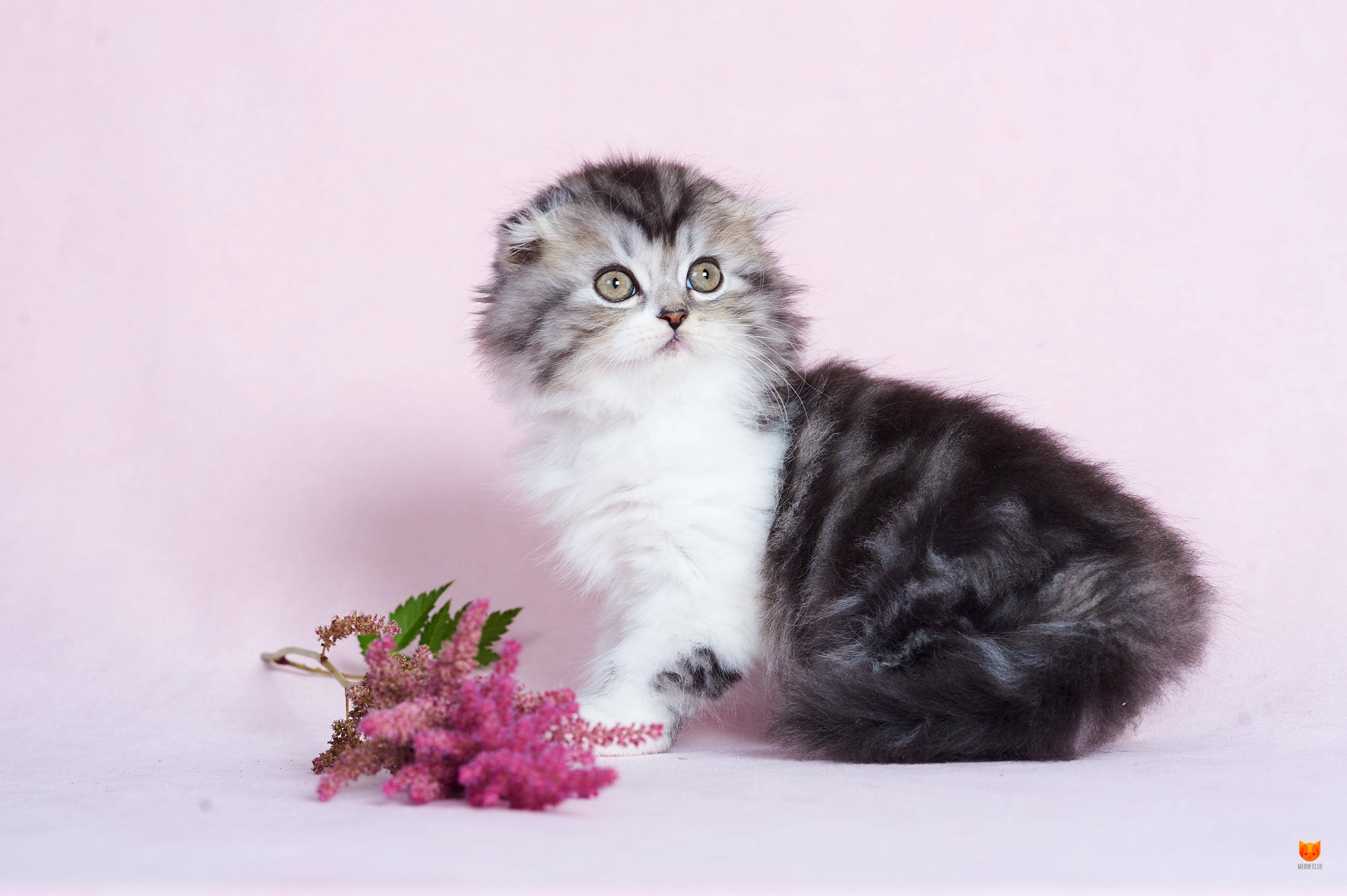 Скоттиш-страйт (63 фото): описание прямоухих котов шотландской породы, особенности характера котят. сколько длится беременность у кошек?