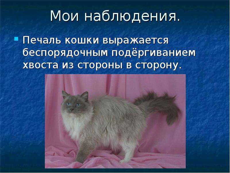 Домашние кошки: поведение и физиологические особенности