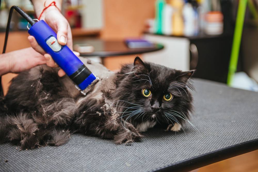 Как самостоятельно подстричь кота ножницами?