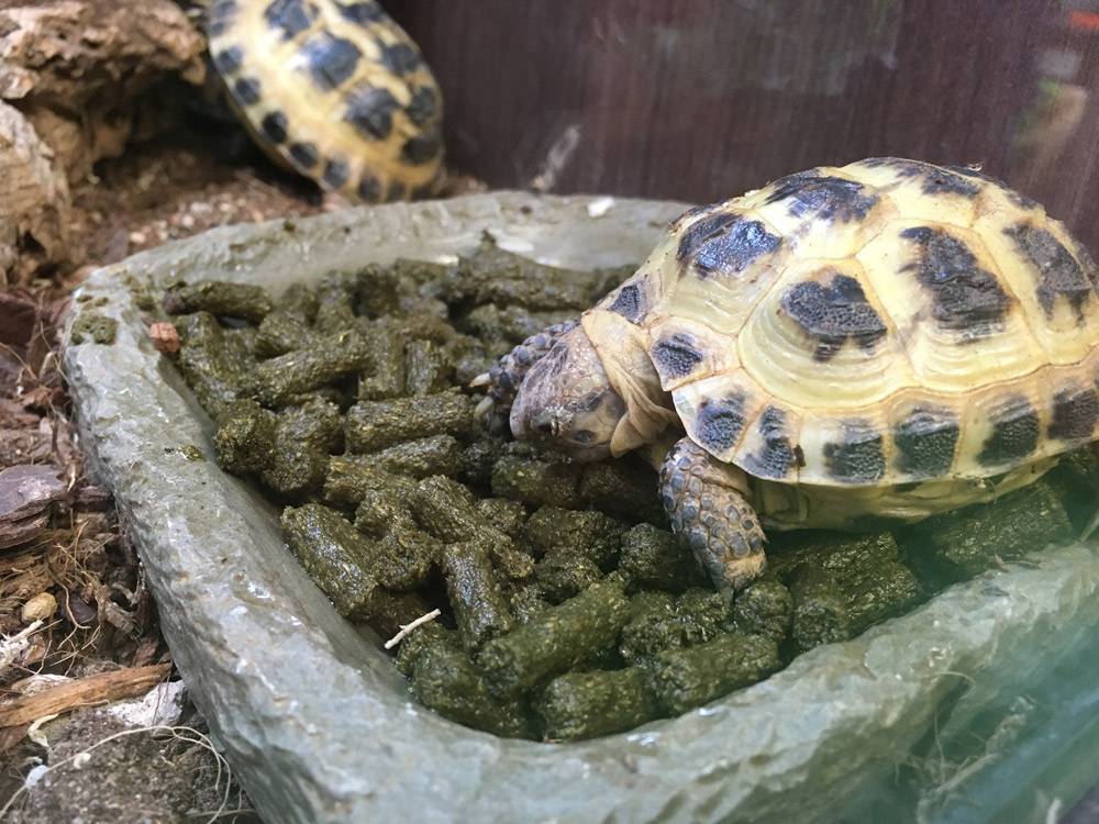 Как ухаживать за среднеазиатской черепахой: чем питается в домашних условиях