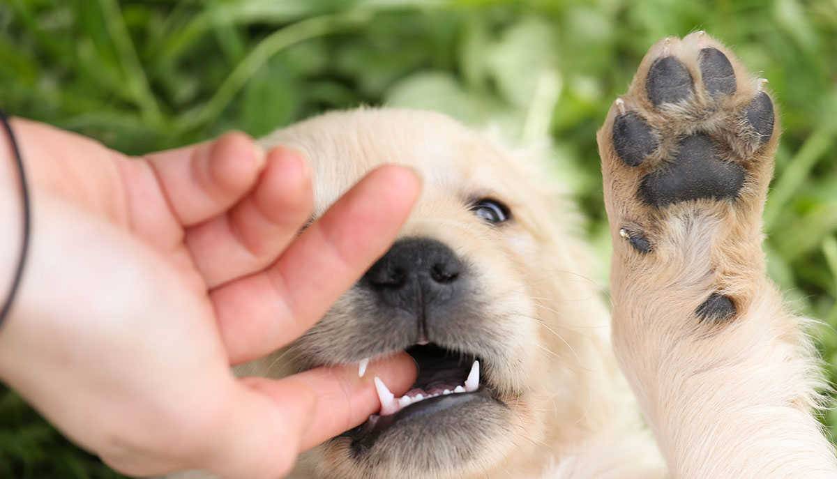 Почему щенки кусают хозяев за руки и ноги: способы отучения собаки