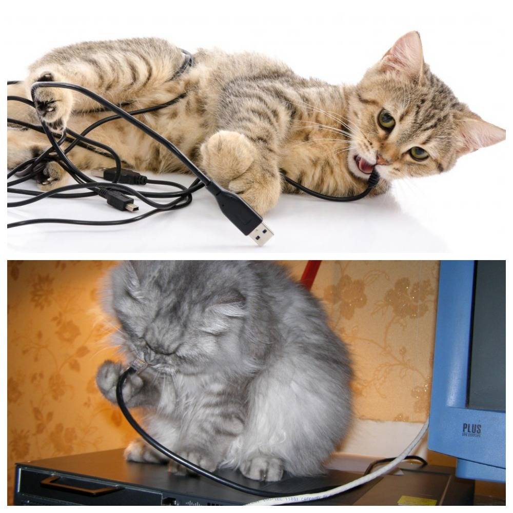 Что делать если кошка грызет провода